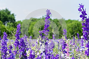 Closeup of purple Larkspur flowers filling a field