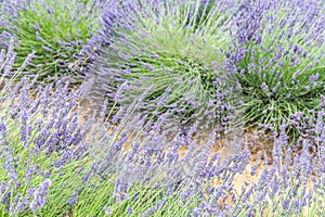 Closeup of purple lavender in blooming field. Closeup summer blooming floral field, nature pattern