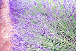 Closeup of purple lavender in blooming field. Closeup summer blooming floral field, nature pattern