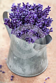 Closeup of purple lavender bouquet