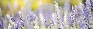 Closeup of purple Lavender flower on blurred gereen background under sunlight with copy space using as background natural plants