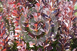 Closeup of purple leaves of Berberis thunbergii atropurpurea