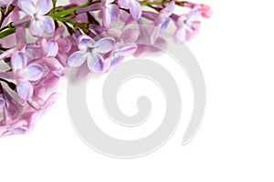 Closeup of purple lilac Syringa vulgaris flowers on a white background