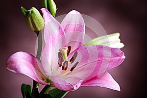 Closeup of a Purple Lily Flower