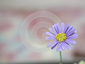 Closeup purple little daisy flower with blurred background soft focus and blurred for background ,macro image
