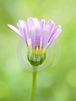 Closeup purple little daisy flower in garden and soft focus and blurred for background ,nature background