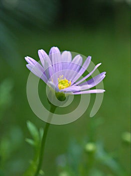 Closeup purple little daisy flower  with soft focus and blurred  for background ,nature background