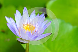 Closeup purple lotus have yellow pollen in pond on green lotus leaves background, Buddhism symbol