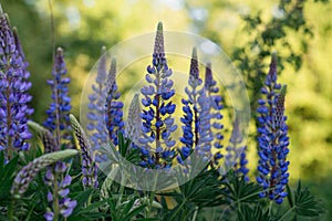 Closeup of purple Lupines on the green grass at sunset