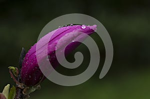 Magnolia liliiflora bulb with rain droplets photo