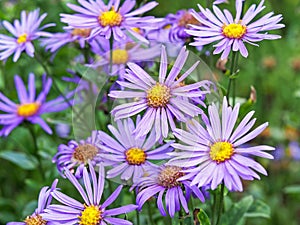 Purple flowers of Aster amellus Rudolf goethe photo