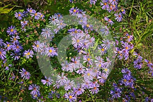 Closeup of purple Michaelmas daisy flowers, Aster amellus Rudolf goethe, in a garden