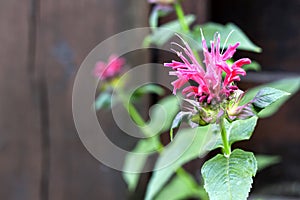 Closeup of purple Monarda Monarda didyma flower