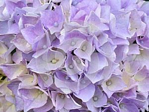 Purple mophead flower Hydrangea macrophylla photo