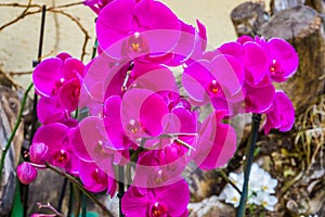 Closeup of purple moth orchid flowers, popular cultivated flowers from Asia, nature background