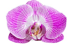 Closeup purple orchid flower