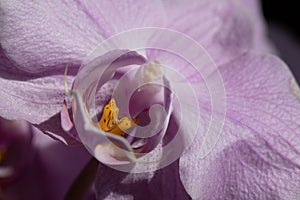 Closeup of a purple orchid's labellum.