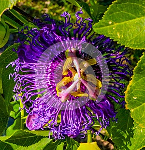 Closeup of a Purple Passion Flower with green background