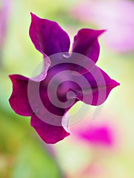 Closeup purple petal of bud petunia flower in garden and soft focus and blurred for background ,nature background