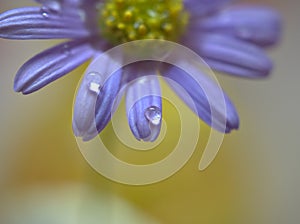 Closeup purple petal of daisy flower with water drops on pink  background soft focus and blurred for background ,macro image