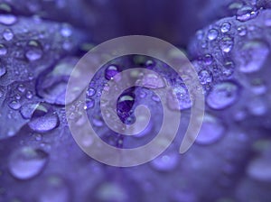 Closeup purple petal of petunia flower with water drops  soft focus and blurred for background ,macro image