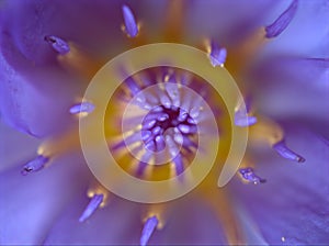 Closeup purple petals and pollen of water lily flower in garden with blurred background