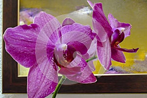 Closeup of purple phalaenopsis orchid flower, Phalaenopsis known as the Moth Orchid or Phal