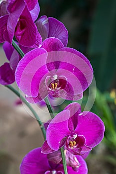 purple Phalaenopsis orchid photo