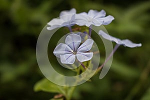 Closeup of a purple phlox flower growing in the field on a blurry background