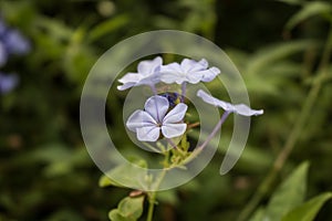 Closeup of a purple phlox flower growing in the field on a blurry background