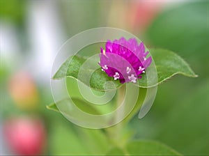 Closeup purple ,punk Globe amaranth flower in garden and blurred nature leaves background ,nature background