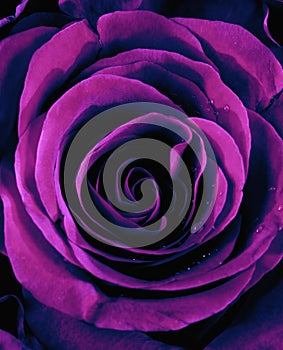 Closeup of a Purple Rose