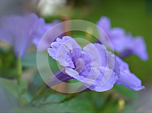 Closeup purple Ruellia tuberosa flowers in the garden