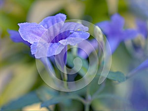 Closeup purple Ruellia tuberosa flowers in the garden