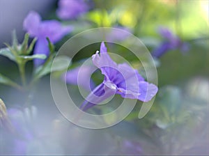 Closeup purple Ruellia tuberosa flowers in the garden