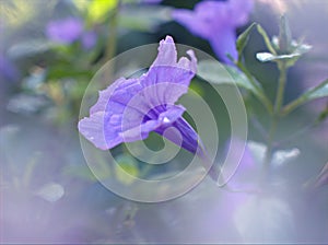 Closeup purple Ruellia tuberosa flowers in the garden