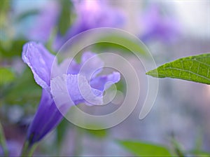 Closeup purple Ruellia tuberosa flowers in the garden