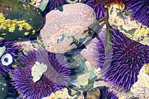 Closeup of Purple Sea Urchins in tidepool