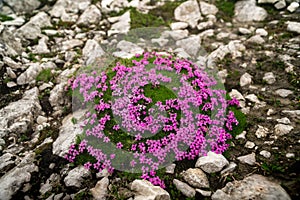 Closeup of purple Silene acaulis flowers growing in a shrub in a garden