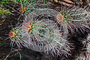 Closeup of Purple Torch Cacti in Zion NP