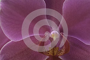 Closeup of a Torito Orchid. photo