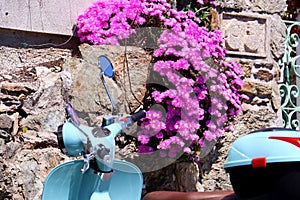 Closeup of a purple Trailing Ice Plant on a wall and blue motorbikes