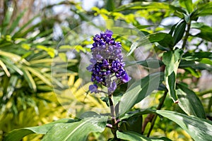 Closeup of purple tropical flower