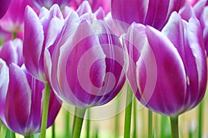 Closeup of purple tulip flowers