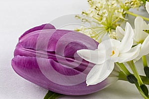 Closeup on purple tulip and flowers on white background