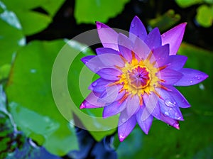 Closeup Purple violet flower water lily Nymphaea nouchali ,Egyptian lotus plants with soft selective focus for pretty background ,