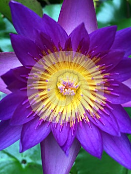 Closeup of Purple water lily