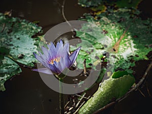 Closeup of a purple Water lily in a pond.