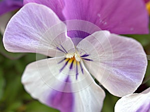 Closeup purple-white pansiespansy flower with soft focus for background and blurred background ,macro image ,abstract background