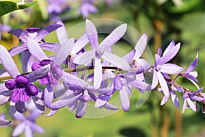 closeup of purple wreath( Petrea Volubilis. Linn. ) or queen\'s wreath, sandpaper vine